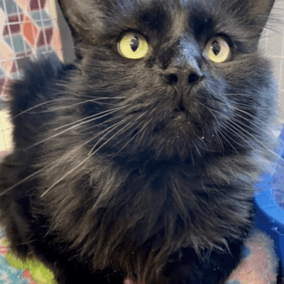 A black cat sitting on a colorful blanket.