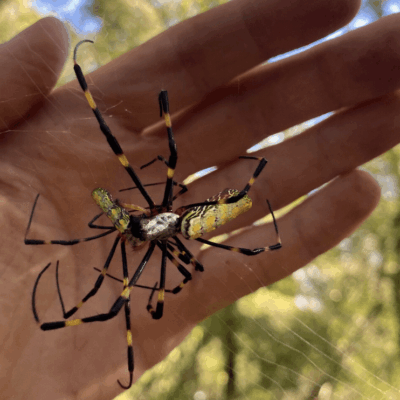 A person's hand holding a large black and yellow spider.
