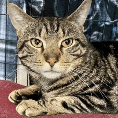 A tabby cat laying on top of a red blanket.