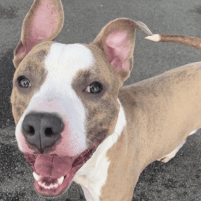 A white and brown pit bull terrier standing in a parking lot.