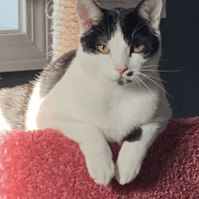 A black and white cat sitting on top of a cat tree.