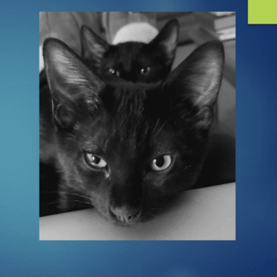 Two black cats looking at each other.