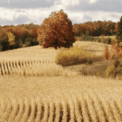 A field of wheat.
