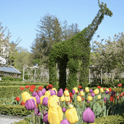 A giraffe in a garden.