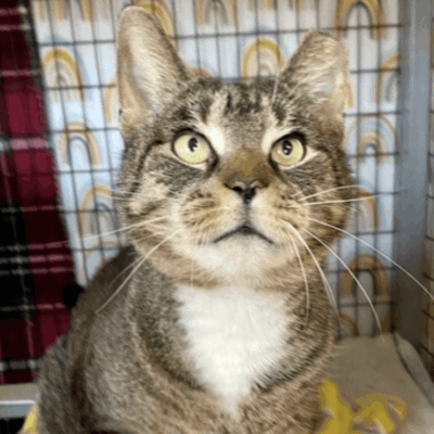 A cat sitting in a cage looking at the camera.