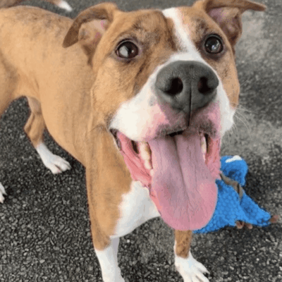 An adoptable pit bull terrier & chihuahua mix in cleveland, oh.