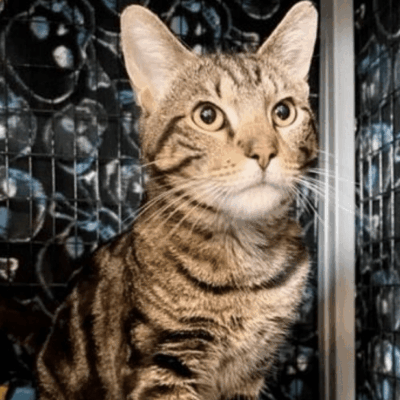 A tabby cat sitting in a cage looking at the camera.