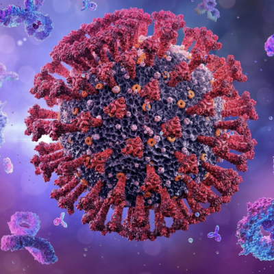 An image of a coronavirus surrounded by other cells.