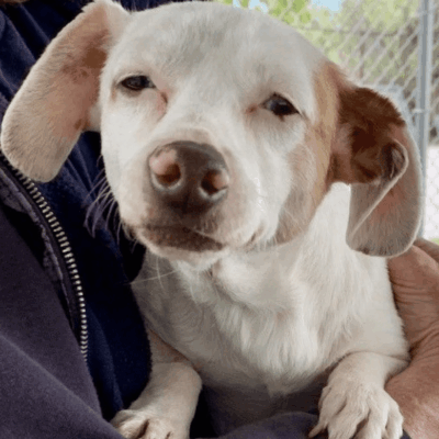 A white dog is being held by a man in a cage.