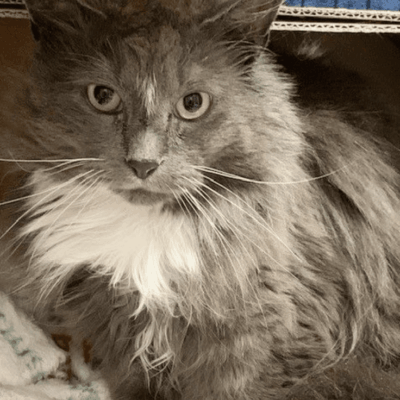 A gray and white cat sitting in a box.