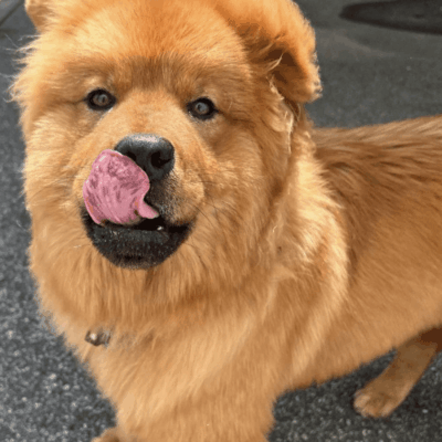 A chow chow dog with a pink tongue sticking out.