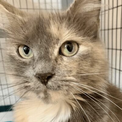 A cat is sitting in a cage looking at the camera.