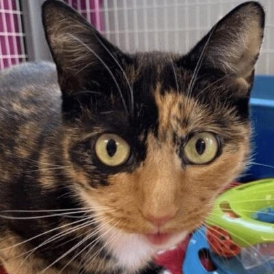 A calico cat looking at a toy on the floor.