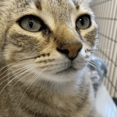 A cat sitting in a cage looking at the camera.