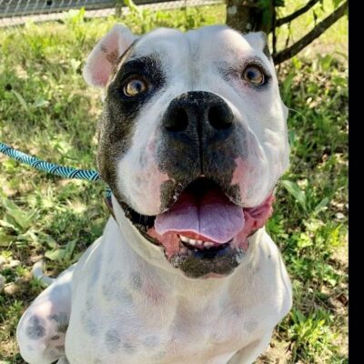 A white and black dog is sitting in the grass.