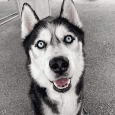 A black and white photo of a husky dog with blue eyes.