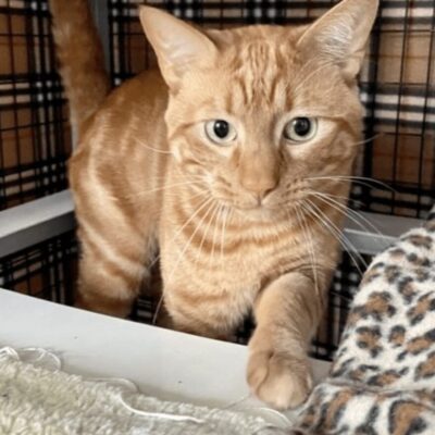 An orange tabby cat is standing in a cat bed.