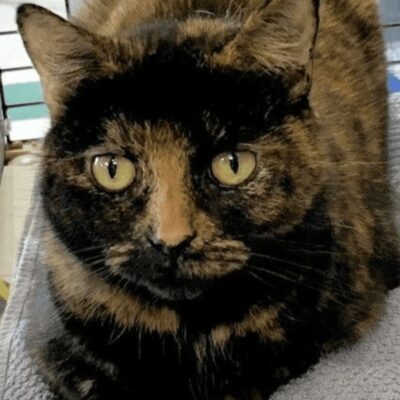 A black and brown cat laying on top of a towel.