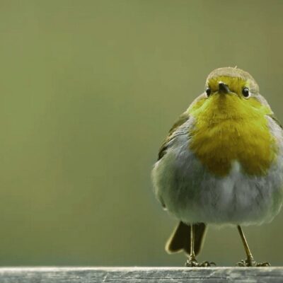 A yellow and white bird standing on a wooden railing.
