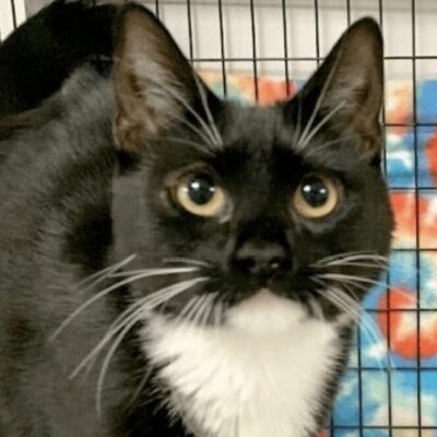 A black and white cat sitting in a cage.