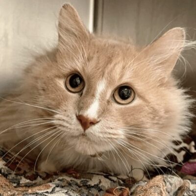 An orange cat laying on top of a blanket.
