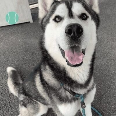 A husky dog sitting on a leash.