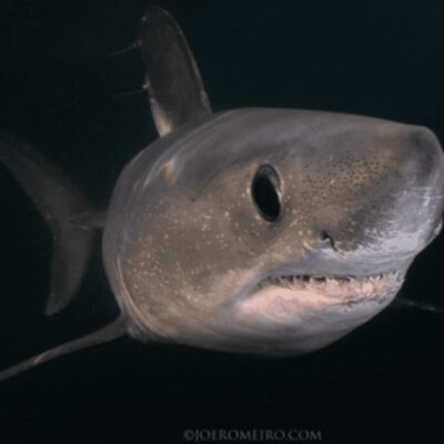 A close up of a shark with its mouth open.