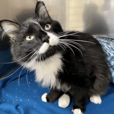 A black and white cat sitting on a blue blanket.