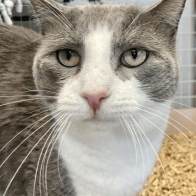 A gray and white cat looking at the camera.