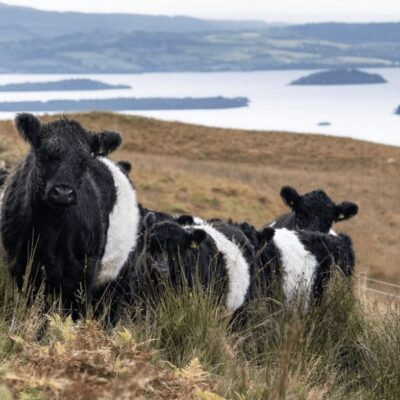 A herd of black and white cows standing in a grassy field.