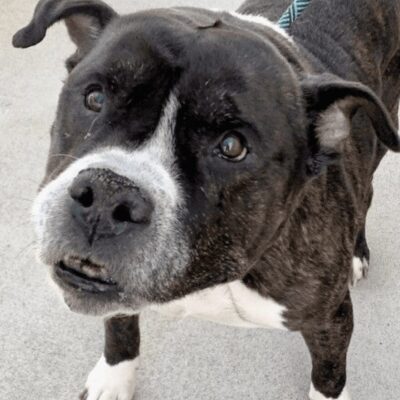 A black and white dog looking at the camera.