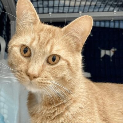 An orange tabby cat sitting in a cage.