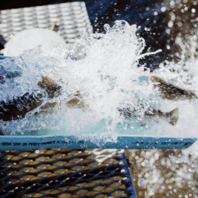 A bucket of fish splashing out of a bucket.