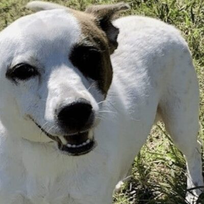 A white and brown dog standing in the grass.