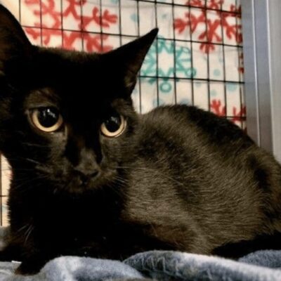 A black cat laying on a blanket in a cage.