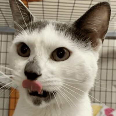 A cat is sticking its tongue out.