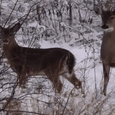 Two deer standing in the snow.