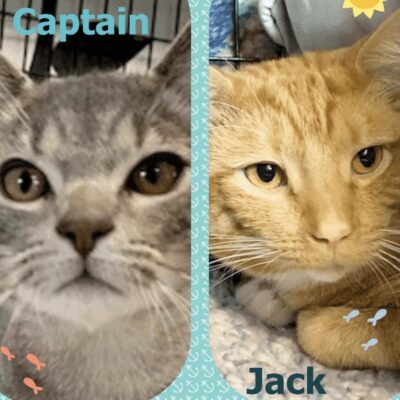 Two cats with the words captain and jack.