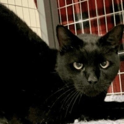 A black cat laying on the floor in a cage.