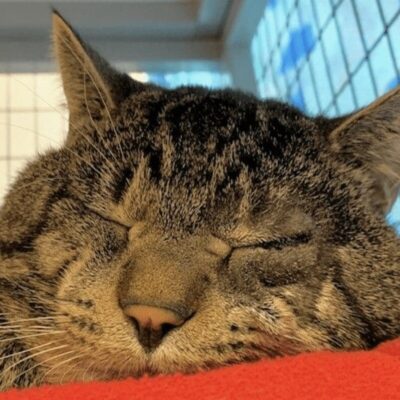 A tabby cat sleeping on a red blanket.