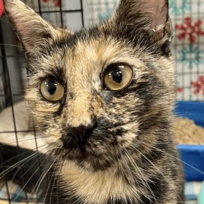 A calico cat is sitting in front of a cage.