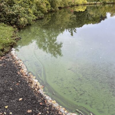A pond with green algae on the side of it.