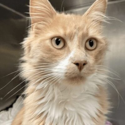 An orange tabby cat is sitting in a kennel.