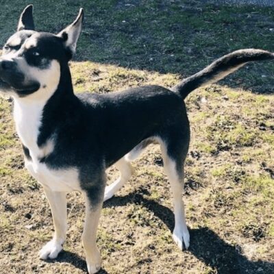 A black and white dog standing in the grass.