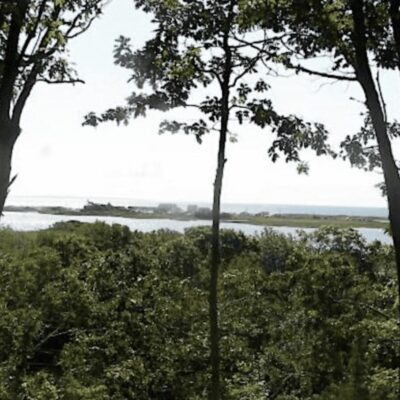 A black and white photo of a forest with trees and a body of water.