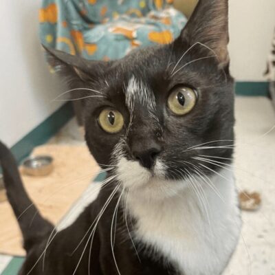 A black and white cat looking at the camera.