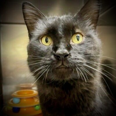 A black cat is staring at a bowl of food.