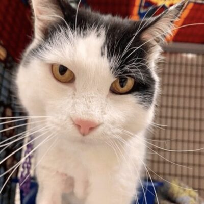 A black and white cat standing in a cage.