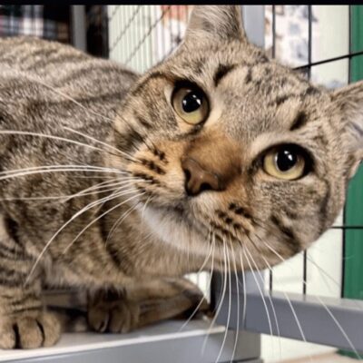 A tabby cat looking up at the camera.