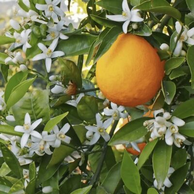 An orange tree with white flowers and oranges.